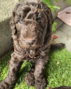 Goldendoodle F1b - 19