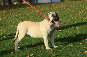 boerboel,  búrský buldok -jihoafrický mastif -feny - 19