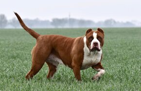 American bully Xl - 19