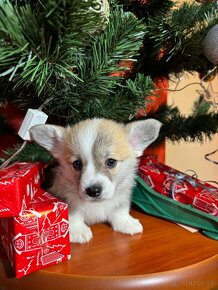 Welsh corgi pembrok - 19