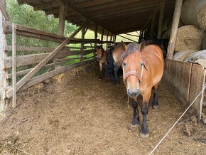 Predávam ťažného žrebca do lesa - 19