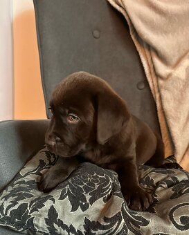 Šteniatka labrador na odber - 19