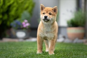 Shiba inu s PP FCI - 19