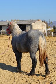 Žrebec na predaj - Percheron - 19