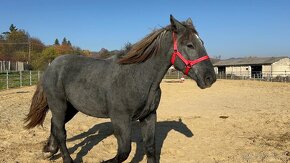 Predám žrebca - Percheron - 19