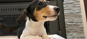 Jack Russell terier - 19