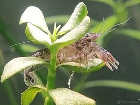 Mini ráčiky - Cambarellus Diminutus