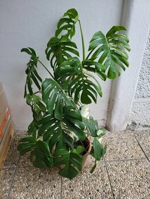 Monstera Deliciosa Albo Variegata