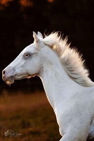 Fewspot Appaloosa colt