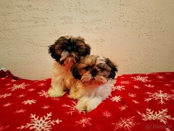 Shih-tzu, Shi - tzu