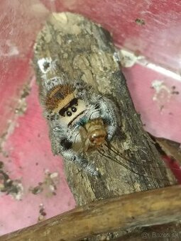 Skákavky Phidippus regius Everglades párik - 1