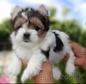 Yorkshire terrier šteniatka