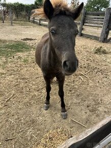 Mini pony