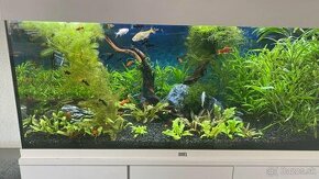 Akvarium - 1