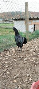 Predám ayam cemani