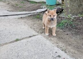 Shiba