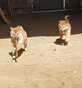 Shiba