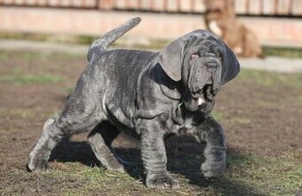 Neapolský mastiff, Mastino napoletano, Neapolitan mastiff