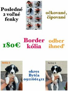 Čistokrvné šteniatka Border kólia bez PP