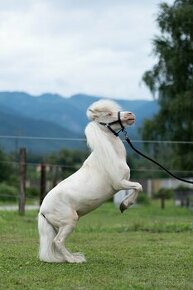 Minihorse pripúštanie - 1