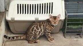 Bengal