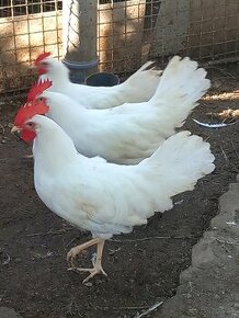 Leghorn - 1