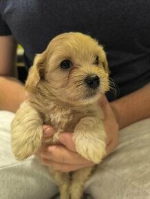 Maltipoo F1