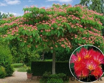 Albizia semena