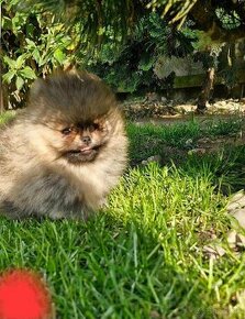 Pomeranian mini Boo - 1