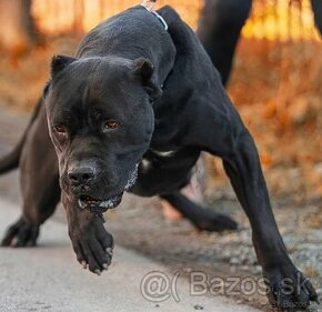 BANDOG pes na krytie