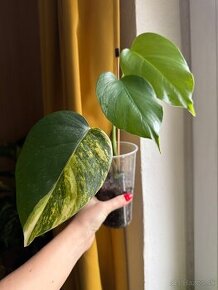 monstera aurea revert