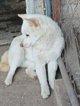 Ponúkame čistokrvné steniatko Shibu Inu.