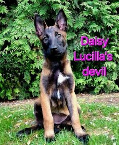 Belgicky ovciak malinois - 1