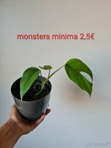 Monstera minima