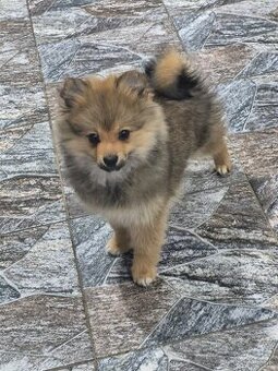 Pomeranian špic niẓ̌šieho vzrastu