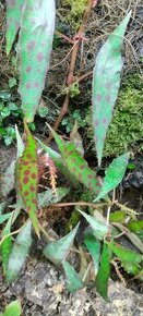 Begonia amphioxus - 1