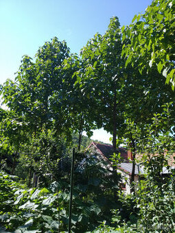 Cisarsky strom Paulownia a Aloe vera