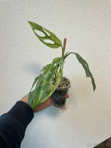 Monstera adansonii Indonesian Marble