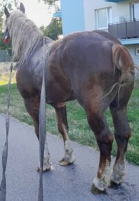 Predám -vymením poliaka žrebca 800kg