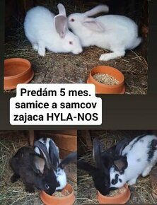 Zajace Hyla kríženca s NOS