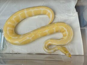 Python regius / Albino