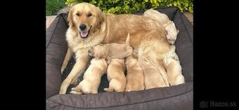 Zlatý retriever Golden retriever