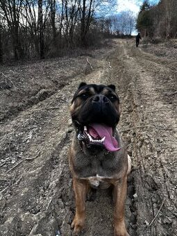 Cane Corso krytie - 1