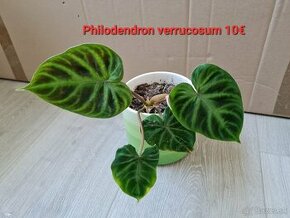Philodendron  gloriosum  a verrucosum