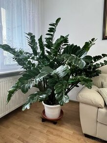 zamioculcas s črepníkom, izbová rastlina - 1