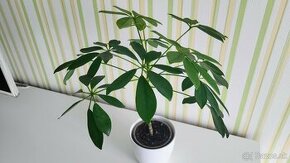 Šeflera (Schefflera)