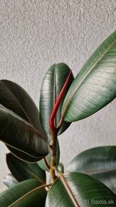 Ficus Elastica var. «Čierny princ» / Fikus / Gumovník