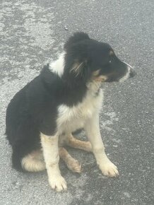 border collie