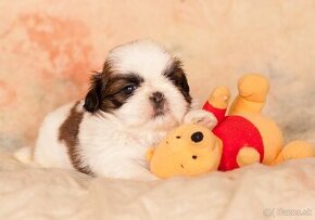 Shih-Tzu šteňiatka (shi tzu, si-tzu, shitzu, si-cu)