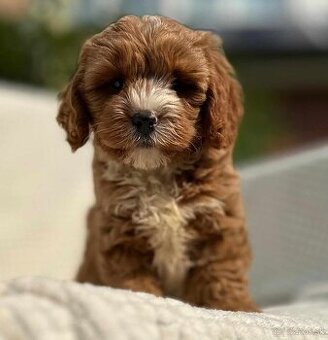 Cavapoo